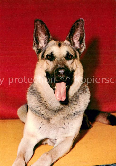 Hunde Schaeferhund