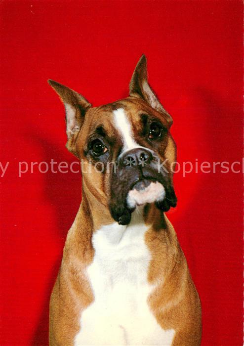 Hunde Dogge