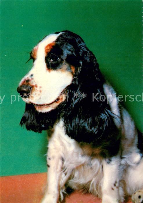 Hunde Cockerspaniel
