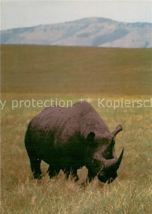 Nashorn Ngorongoro Krater Tansania