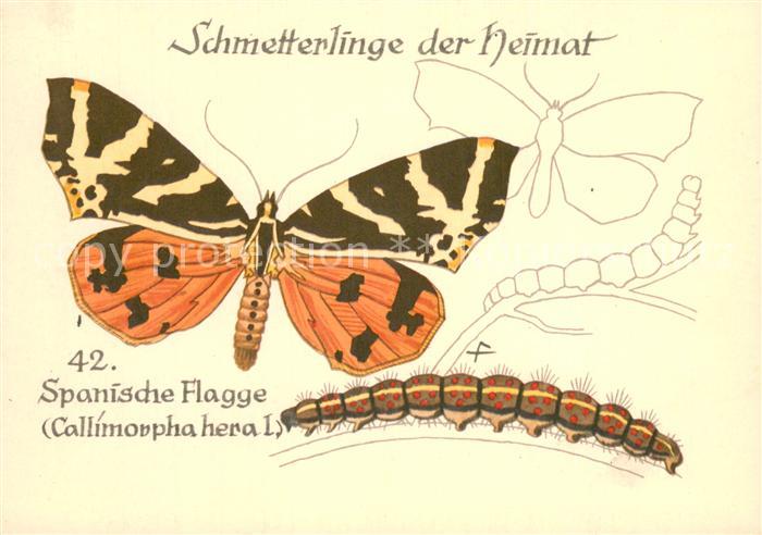 Schmetterlinge Schpanische Flage