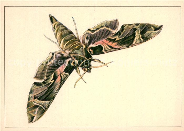 Schmetterlinge Oleanderschwaermer
