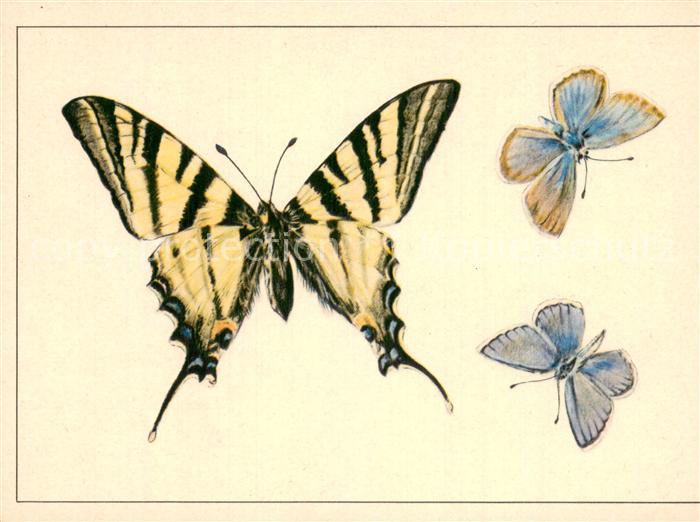 Schmetterlinge Segelfalter Papilio Padalirius