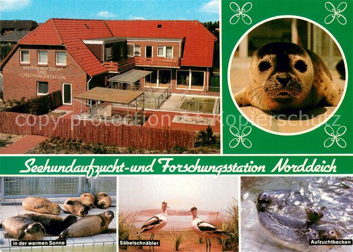 Norddeich Norden Nordseebad Seehundaufzucht- u. Forschungsstation Aufzuchtbecke