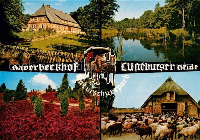 Niederhaverbeck Gasthof Haverbeckhof Lueneburger-Heide Schafherde
