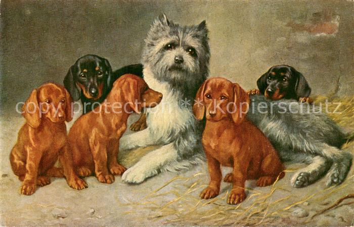 Dackel Dachshund Teckel Hunde dogs Chiens Cani Dacheln