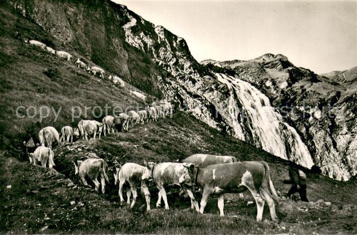Landwirtschaft Auffahrt zur Engstligenalp Kühe