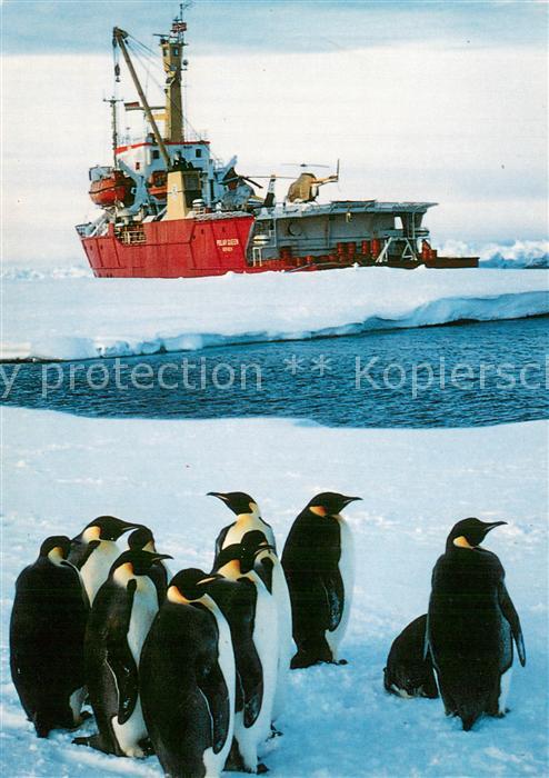 Pinguin Kaiser Pinguine vor der Polarqueen