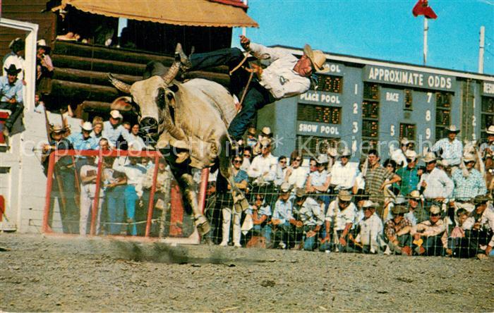 Calgary Canada Stampede Brahma Bull Riding