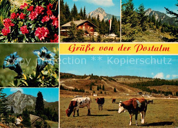 Postalm 1200m Strobl Wolfgangsee Teilansichten Natur Kuehe