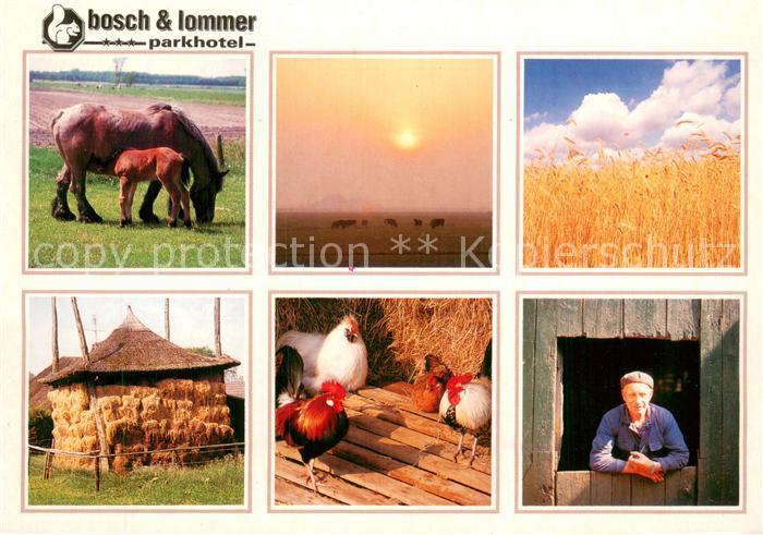 Hierden Parkhotel Bosch & Lommer Bauernhof Pferde Huehner Getreidefeld