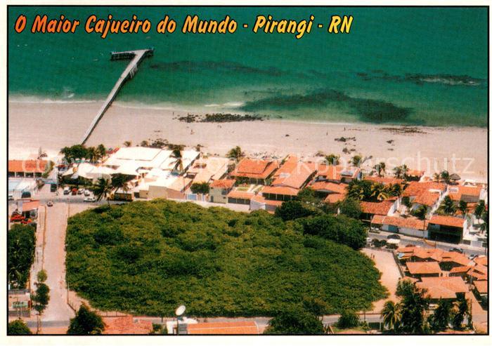 Pirangi Sao Paulo Brazil O Maior Cajueiro do Mundo
