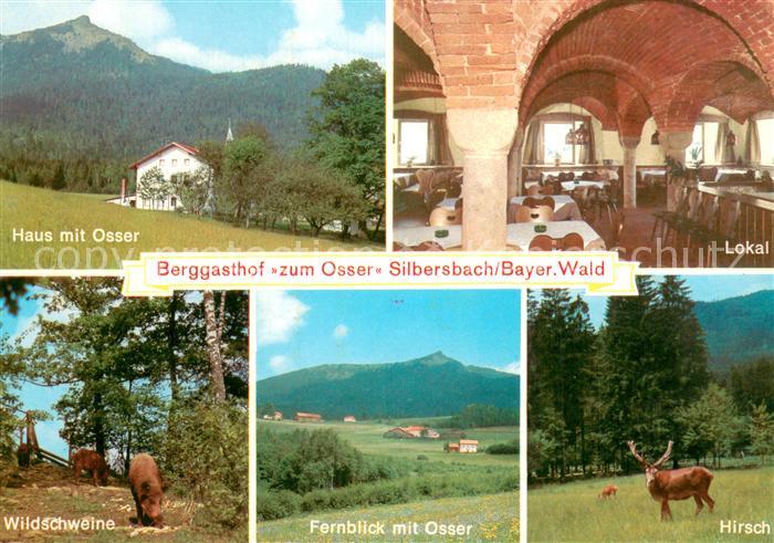 Silbersbach Berggasthof zum Osser Landschaftspanorama Wildschweine Hirsch