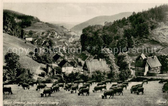 Bad Grund Panorama Rinderherde