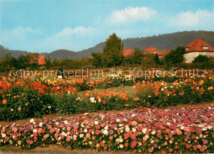 Deckbergen Herbstbluete auf dem Essmannshof
