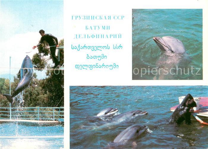 Delfine Delphine Dolphins Dauphins Delfines Batumi Delphinarium