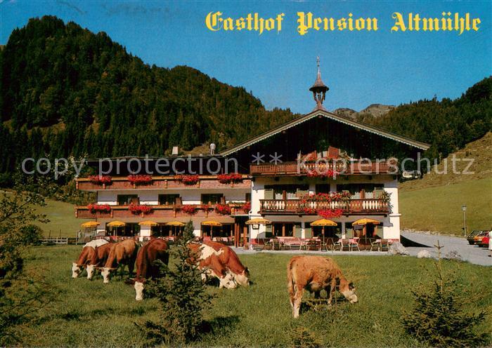 Kirchdorf Tirol AT Gasthof Pension Altmuehle Aussenansicht m. Kuehen