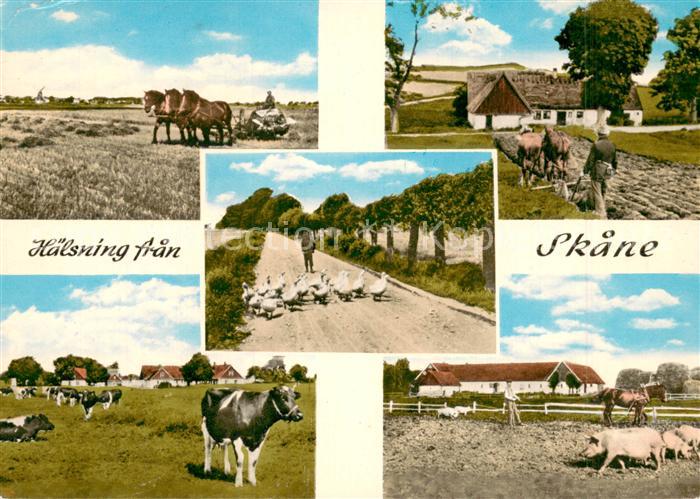 Skane Sweden Landwirtschaft m. Tieren
