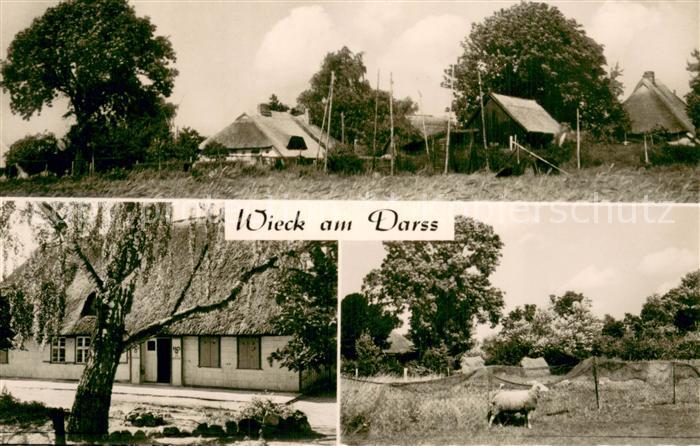 Wieck Darss Wohnhaeuser Schafe