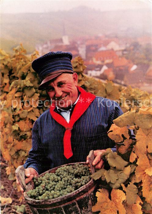 Escherndorf Der Escherndorfer Lump in den Weinbergen Weinlese