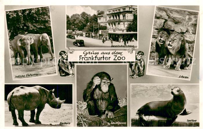 Frankfurt Main Frankfurter Zoo Elefanten Nashorn Affe Loewe Seeloewe Gesellschaf