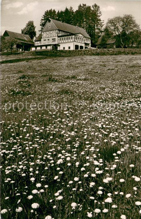 Brilon Hochsauerlandkreis NRW Sunderhof Blumenwiese