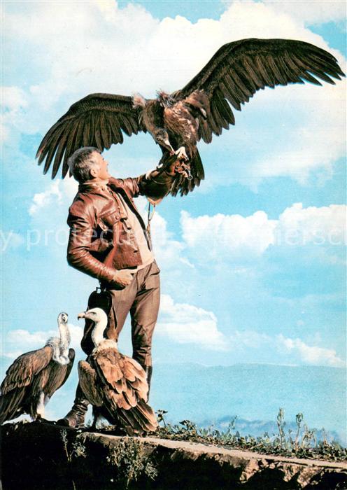 Gundelsheim Neckar Greifenwarte Burg Guttenberg Flugvorfuehrung