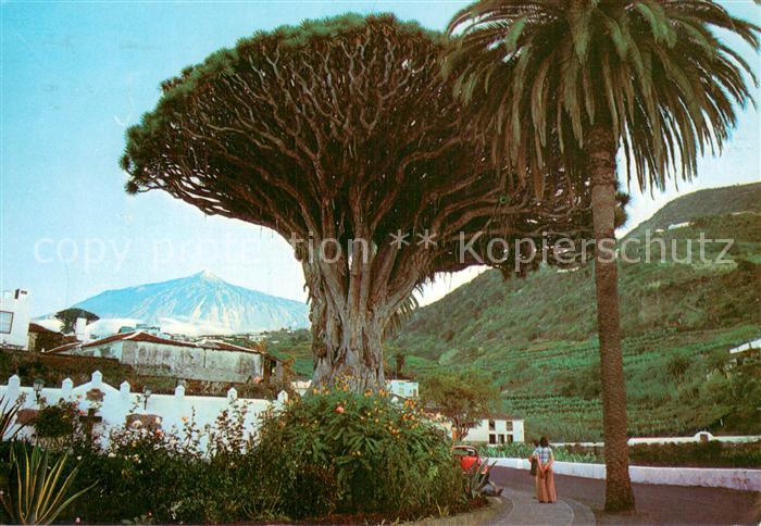 Icod de los Vinos Tenerife Islas Canarias ES Drago milenario al fondo el Teide