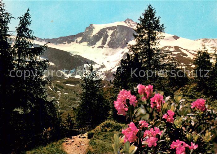 Zillertal Tirol Am Weg zum Tuxerjoch Alpenrosen