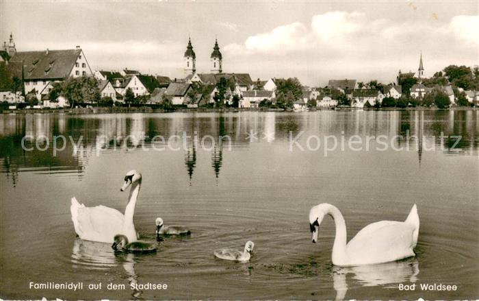 Bad Waldsee Schwanenfamilie auf dem Stadtsee