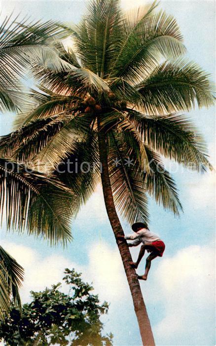 Martinique Le cocotier Kokospalme