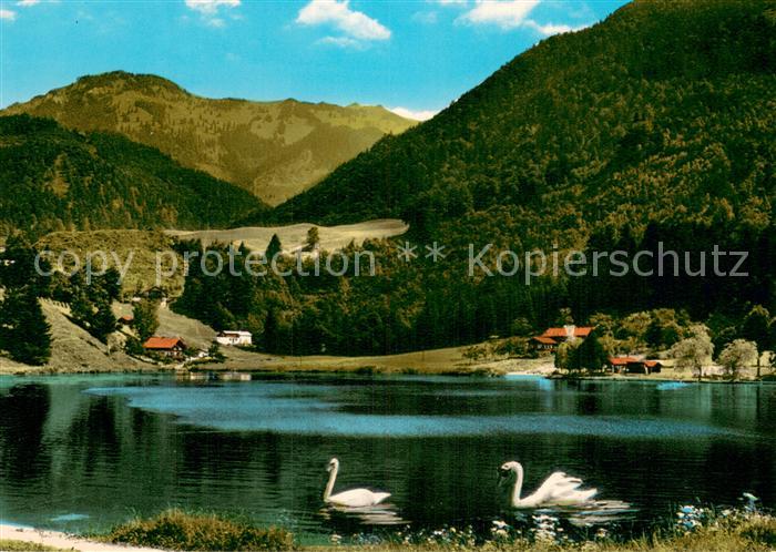 Unterwoessen Uferpartie am Unterwoessener See Schwaene Bayerische Alpen