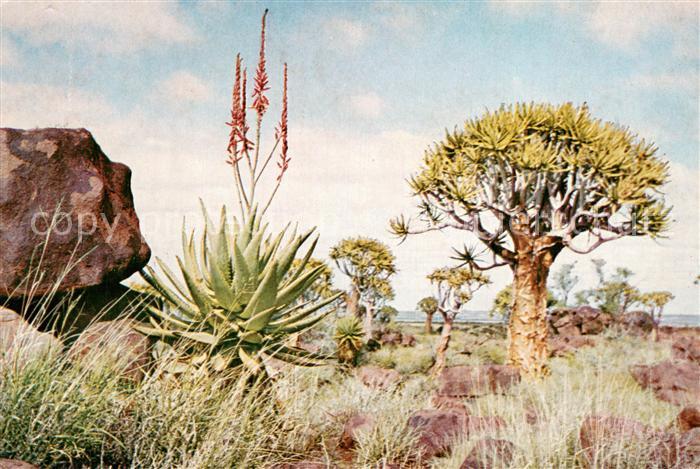 Keetmanshoop DSWA Namibia Quivertrees and Aloe