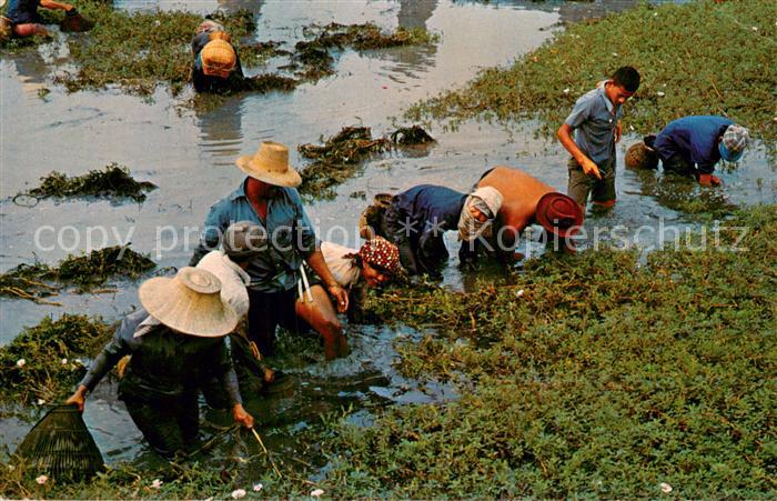 Thailand Thai Farmers after Harvest at their Lei