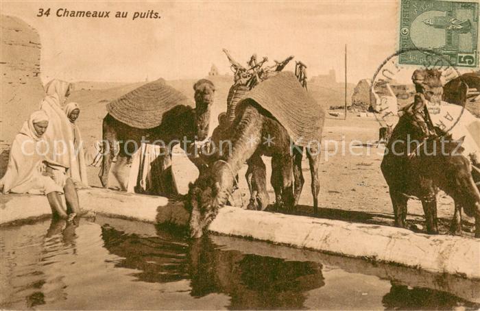 Chameaux Senegal au puits
