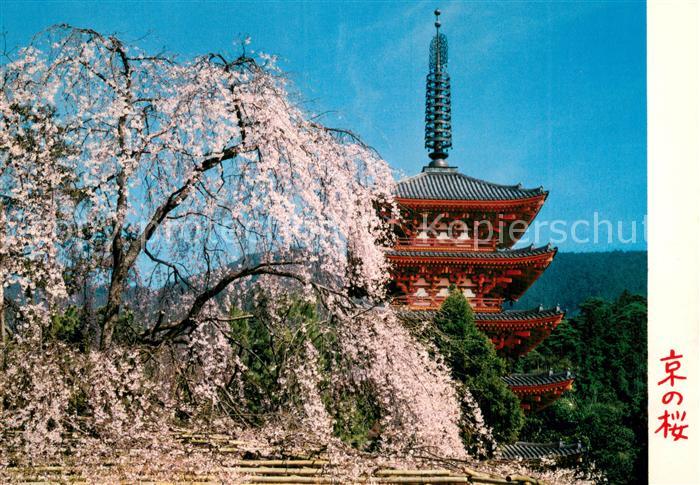 Kyoto Cherry Blossoms at Daigoji Temple