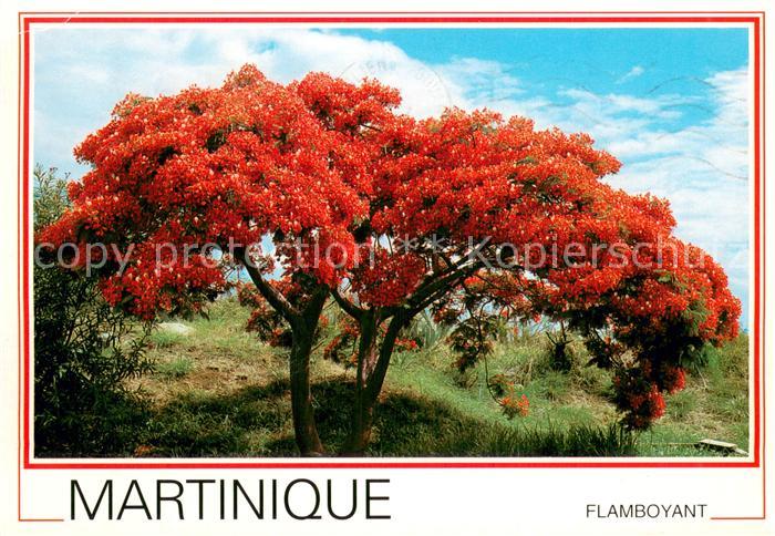 Martinique Flamboyant
