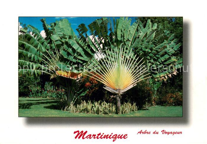 Martinique arbre du Voyageur