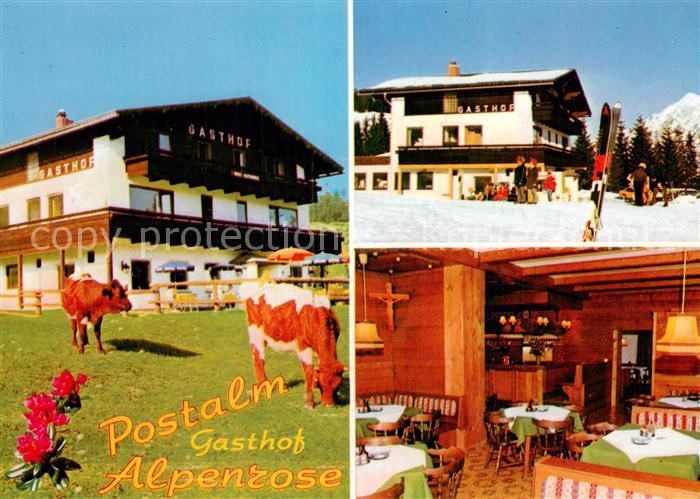 Strobl Wolfgangsee AT Gasthof Alpenrose Postalm Kuehe Wintersport