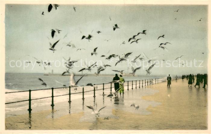 Oostende Ostende Zeemeeuwen op de zeedijk bij storm