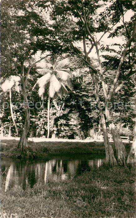 Guadeloupe Gosier Section Ravine Paysage Tropical