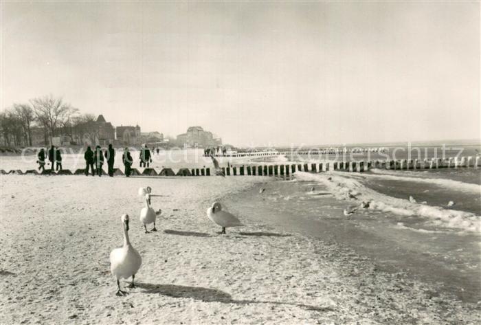 Kuehlungsborn Ostseebad Strandpartie Schwaene
