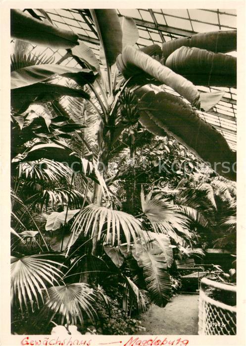 MAGDEBURG  CITY Staedt Gewaechshaeuser Araceenhaus