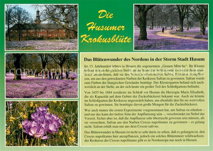Husum  Nordfriesland Husumer Krokusbluete Bluetenwunder des Nordens