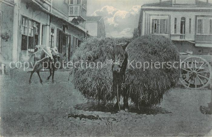 Landwirtschaft Pferd