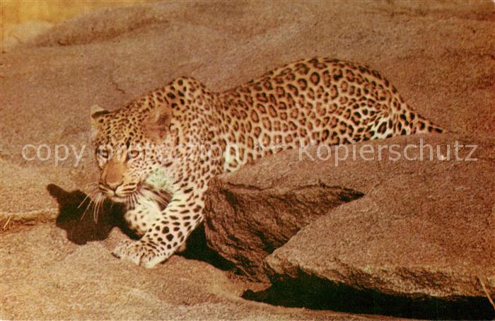 Tiere Leopard