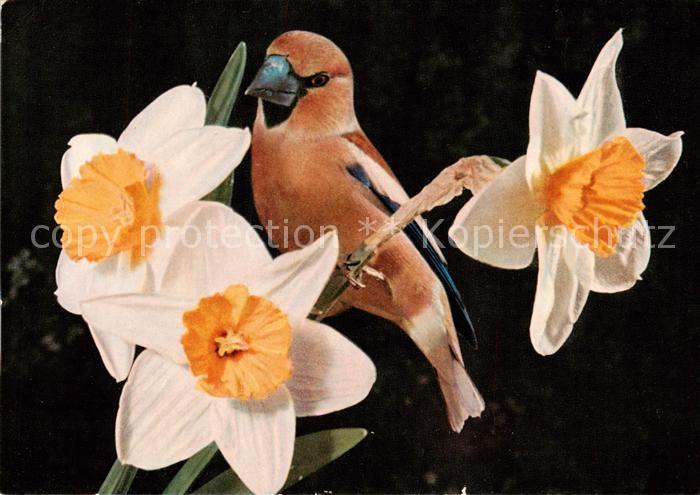 Voegel Birds Oiseaux Kernbeisser