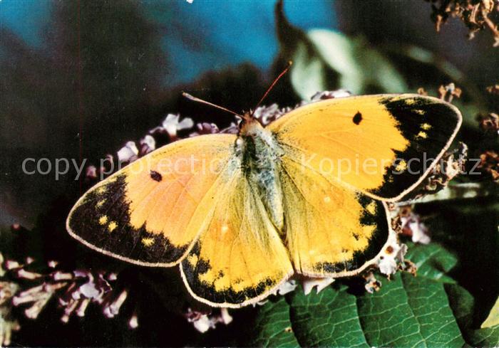 Schmetterlinge Heufalter