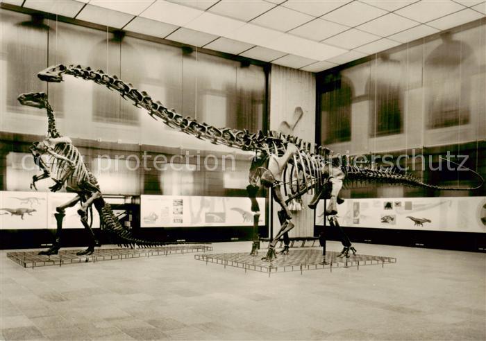 Dinosaurier Donnerechse Oberer Malm