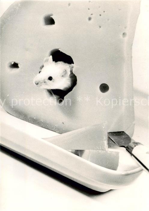 Maeuse Kaese Loet de Groot